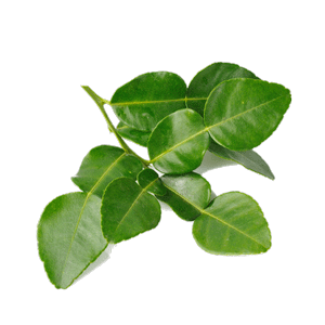 Lime Leaf