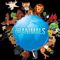 NGL profile picture for @animals