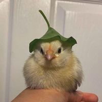 NGL profile picture for @birds