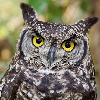 NGL profile picture for @owls