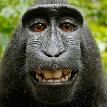 NGL profile picture for @mammals