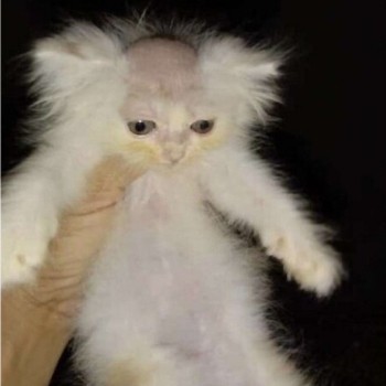 NGL profile picture for @allergic