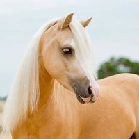 NGL profile picture for @horses