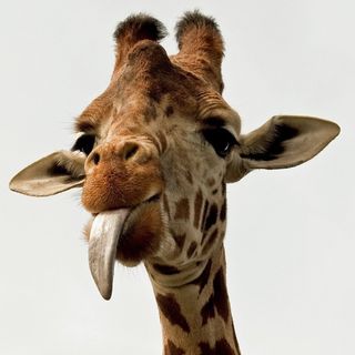 NGL profile picture for @giraffe