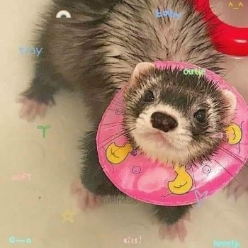 NGL profile picture for @ferrets