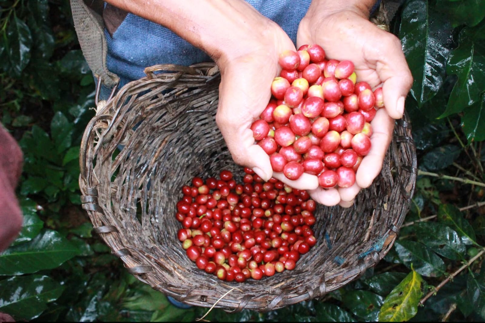 Cosecha de Café