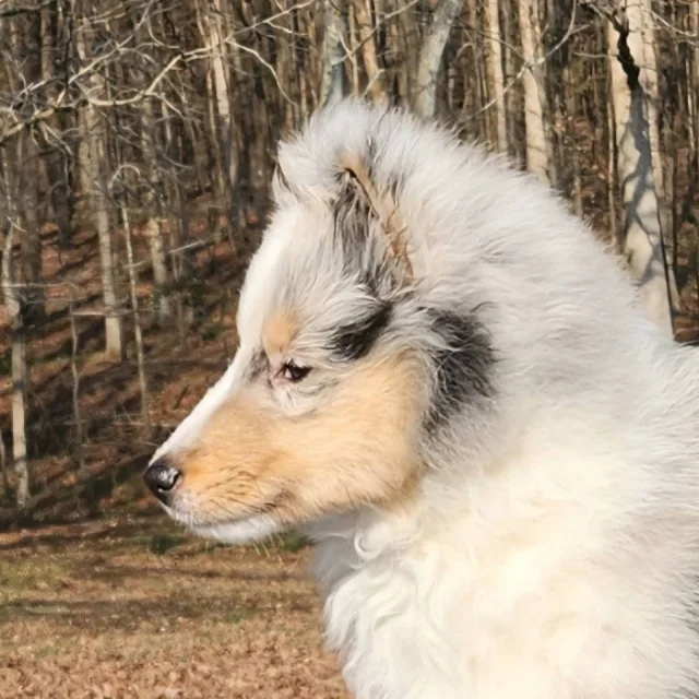 Picture of Aspenleaf's Treasured Memories