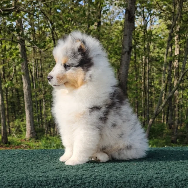 Picture of Aspenleaf's Northern Lights