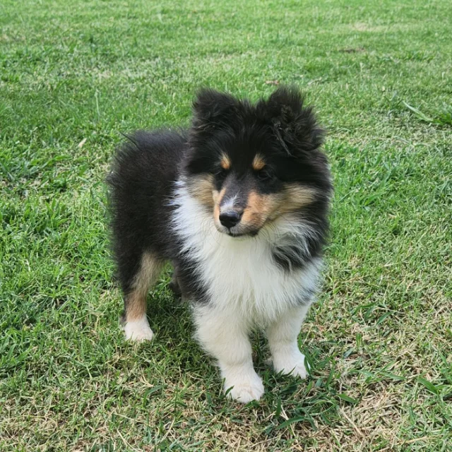 Picture of Thumper