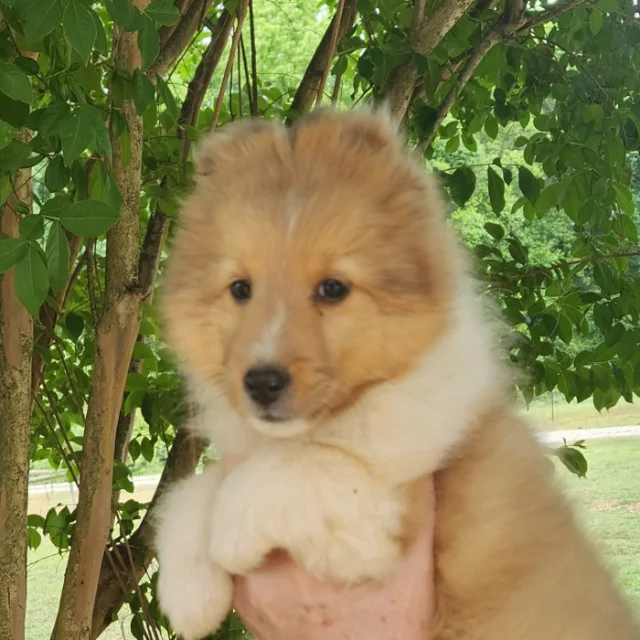 Picture of Misty