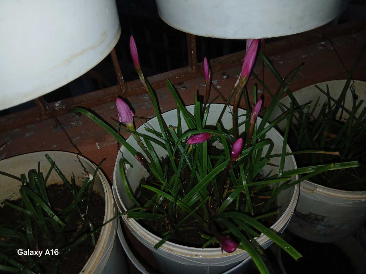 lebanese academy Agricultural Production gallery photo 4 serving Arab World