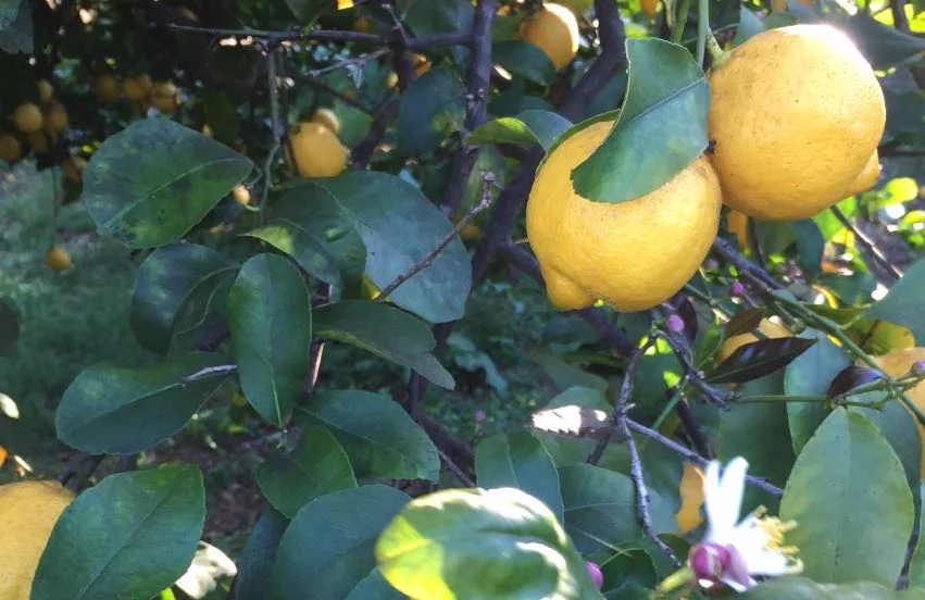 Limone di Siracusa IGP