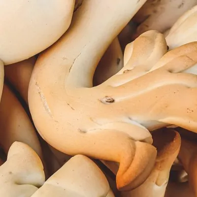 Biscotti di Natale di Barrafranca: dolce tradizione ennese