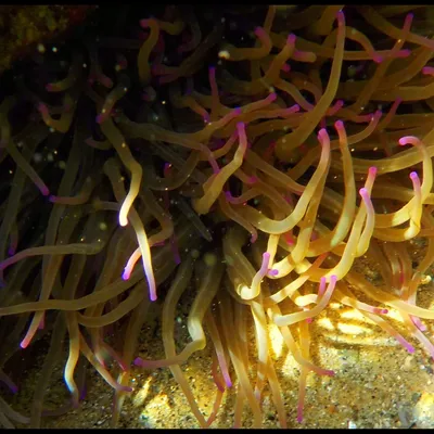 Ogghiu a mari, delizia siciliana di anemoni di mare fritti