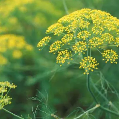 Rosolio di finocchio selvatico: il liquore verde di Sicilia