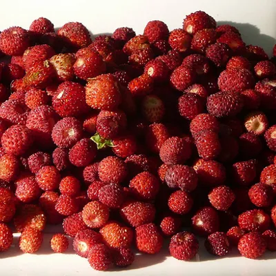 Rosolio di fragoline: il liquore siciliano dolce e profumato