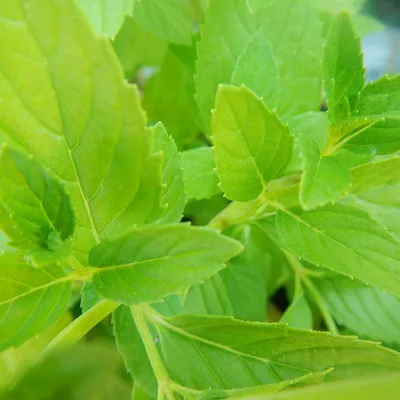 Rosolio di menta, un liquore siciliano fresco e aromatico
