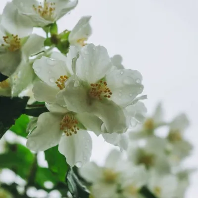 Scursunera: La granita siciliana al gelsomino, un dolce rinfrescante e unico