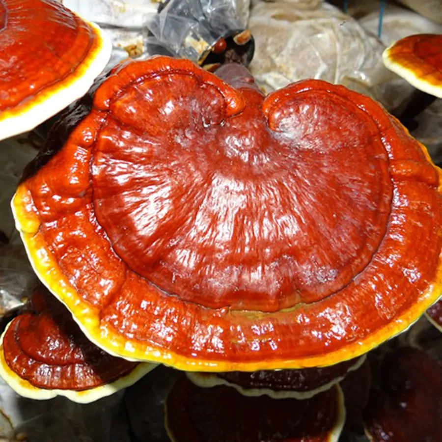 Reishi Culture