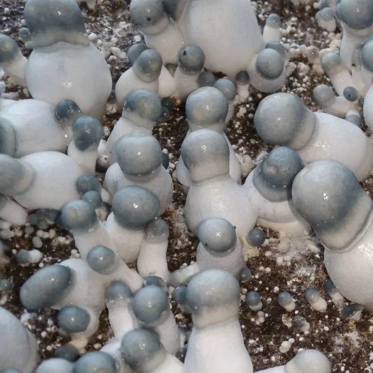 APE (Albino Penis Envy) Spores