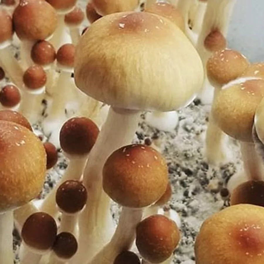Alacabenzi Spores