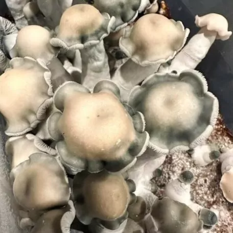 Albino Riptide Spores