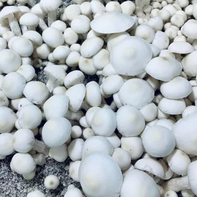 Avery’s Albino Spores