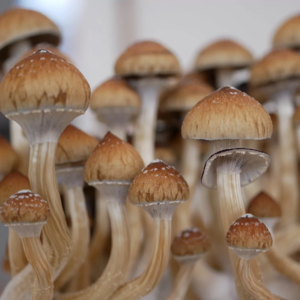 B+ Spores