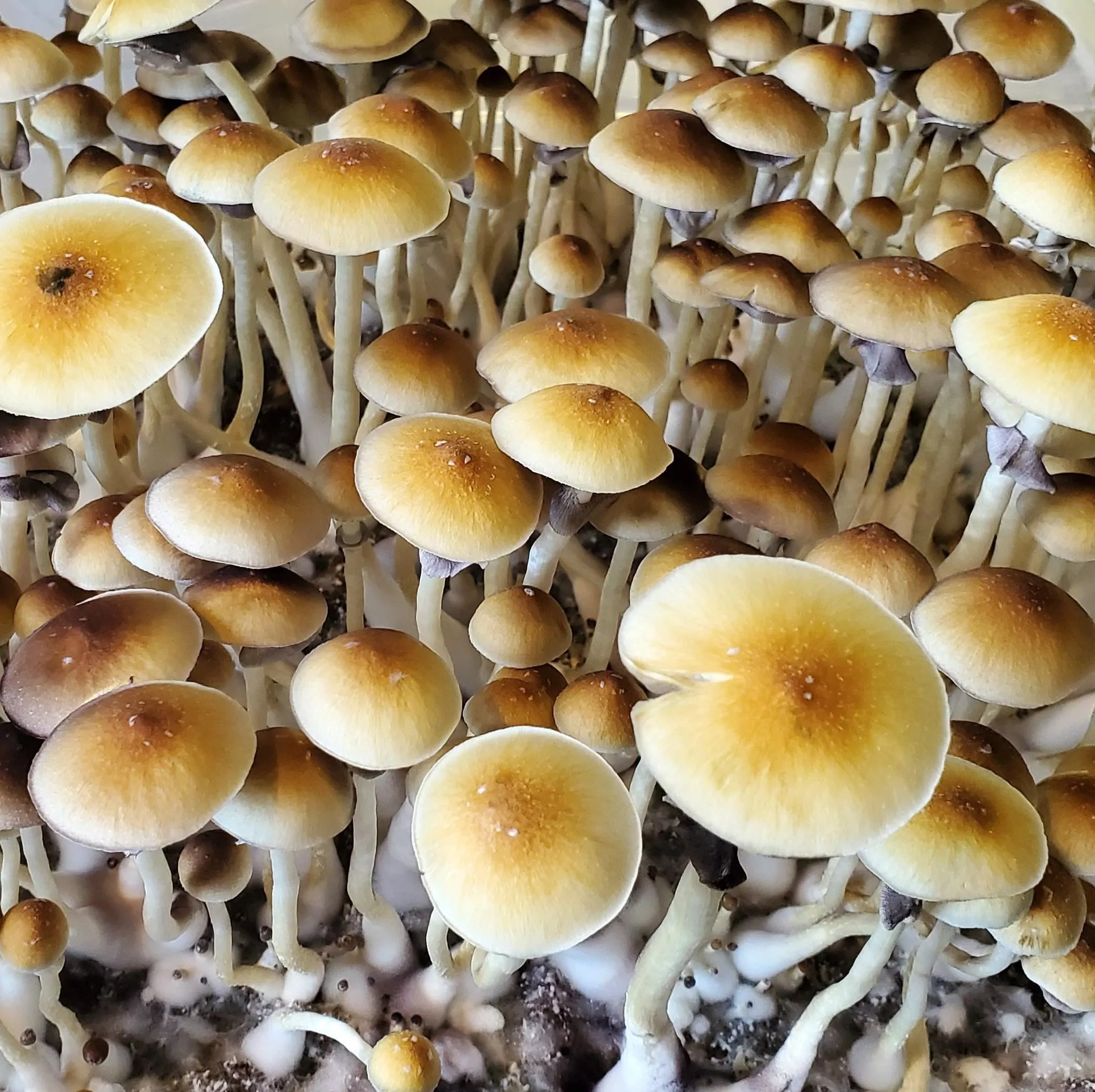 Blue Meanie Spores