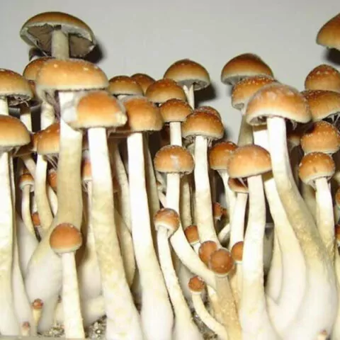 Golden Teacher Spores