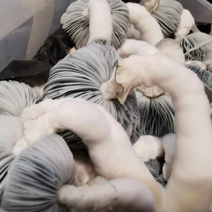 Jack Frost Spores