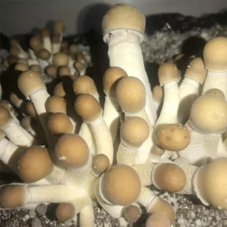 Penis Envy Spores