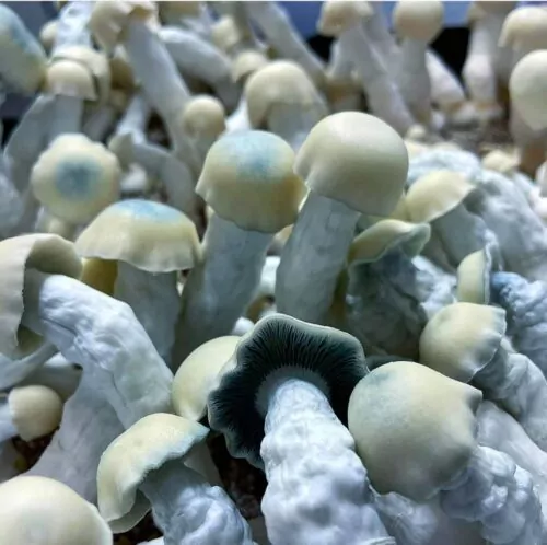 Yeti Spores