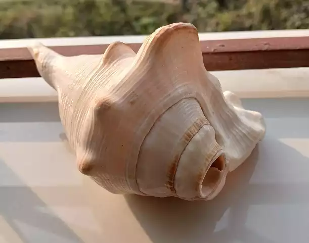 Shankhas