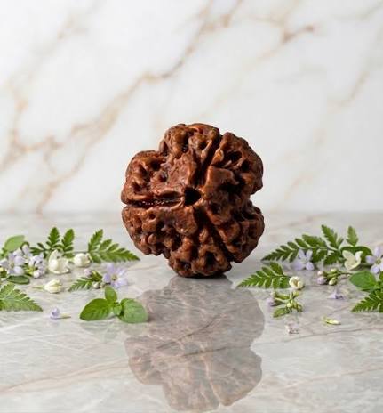 3 Mukhi Rudraksha 