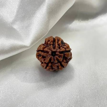 5 Mukhi Rudraksha 