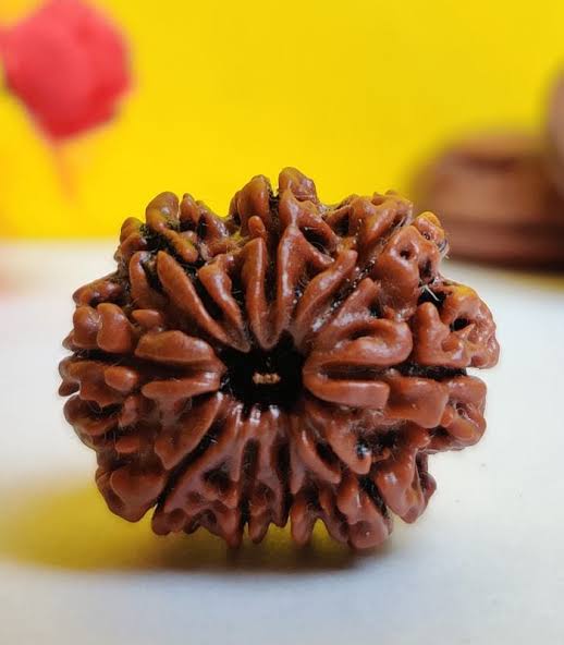 9 Mukhi Rudraksha