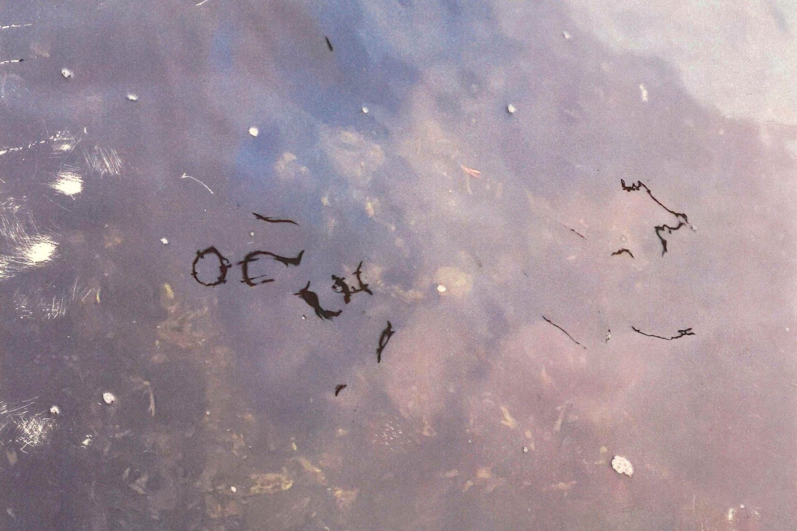 Feronia Wennborg a love past and present, leaking, glowing