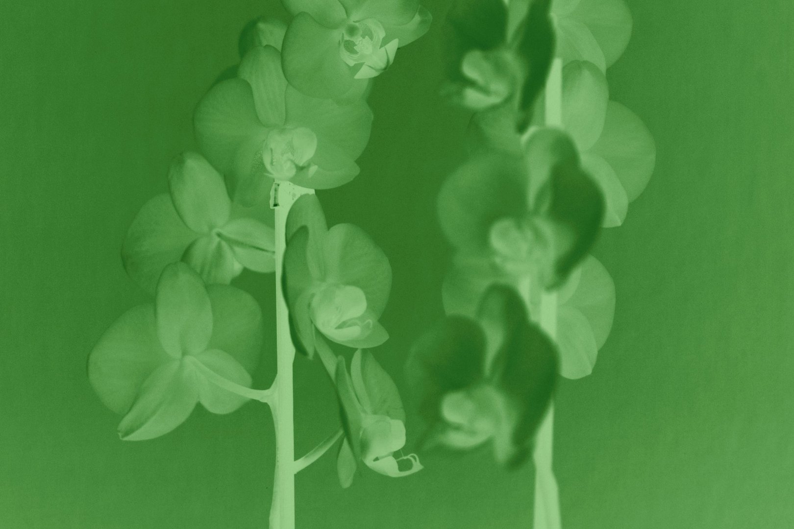 Ananda Serné Nightblooming