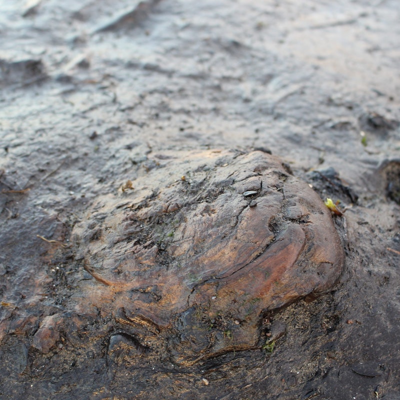 Þorgerður Ólafsdóttir: Future Remains