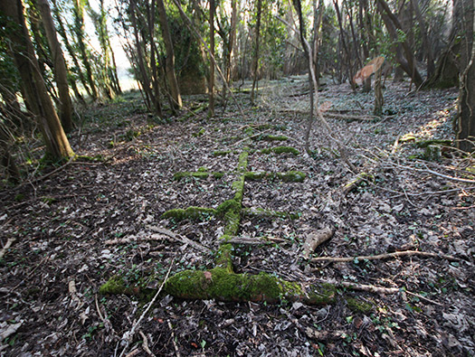 D8 Down Wood