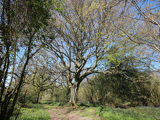 D3 Yellowham Wood