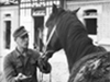 Horses would be used for transport.