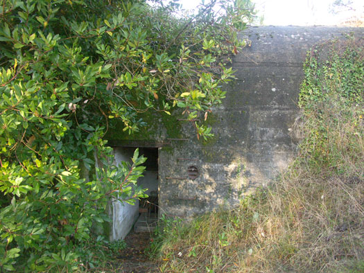 Ro425 ´Kora´, Ro429 'Korola', Ro424 'Käthe', Ile de Ré