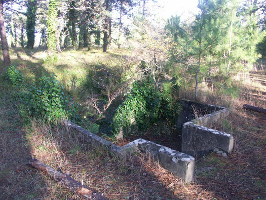 Ro425 ´Kora´, Ro429 'Korola', Ro424 'Käthe', Ile de Ré