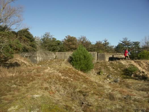 Ro425 ´Kora´, Ro429 'Korola', Ro424 'Käthe', Ile de Ré