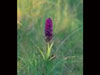 Early Purple Orchid.