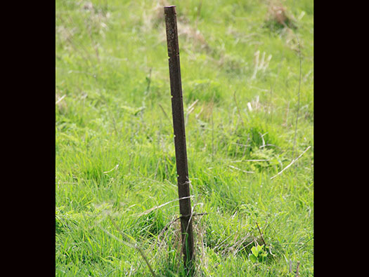 Iron picket post for barbed wire in the hedge.