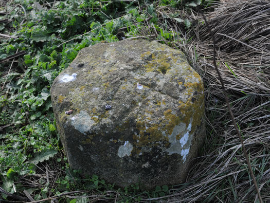 Ro227 Pte de Queille 'Damian'