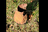 Found in the woods an engine oil quart, (two pint) measure.